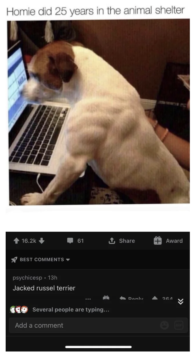 A picture of a small dog with impressive muscle definition in its shoulders, and the comment says &quot;Jacked Russel Terrier&quot;