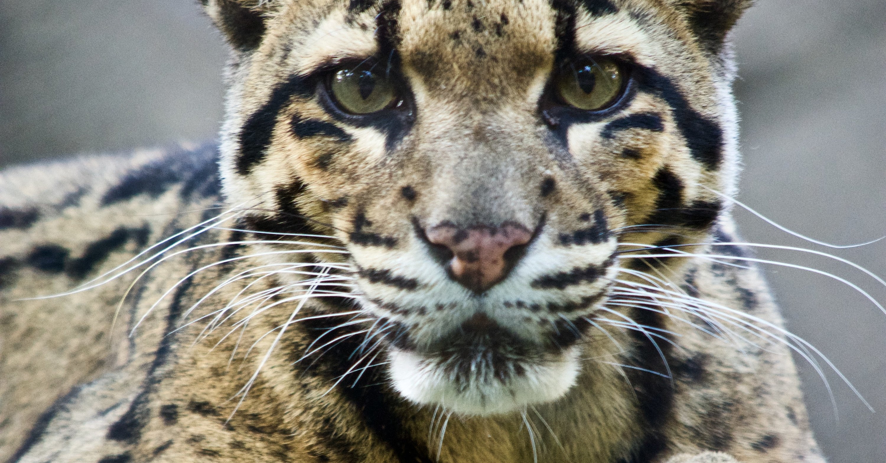 Missing Dallas Zoo Clouded Leopard Social Media Reactions