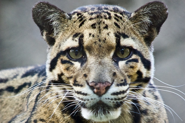 Der Zoo von Dallas vermisst die Reaktionen des Nebelparders in den sozialen Medien