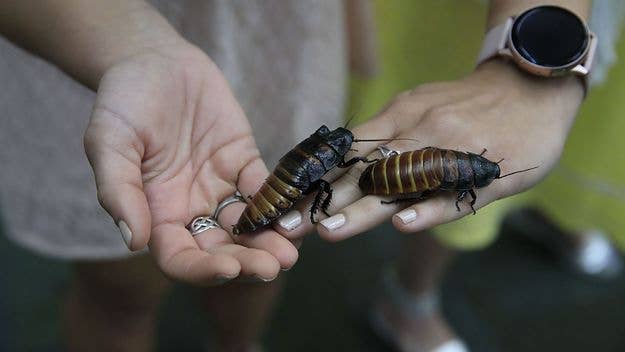 The Toronto Zoo has the perfect plan to help indulge in your petty side by letting you name your very own cockroach for Valentine's Day, even after an ex.