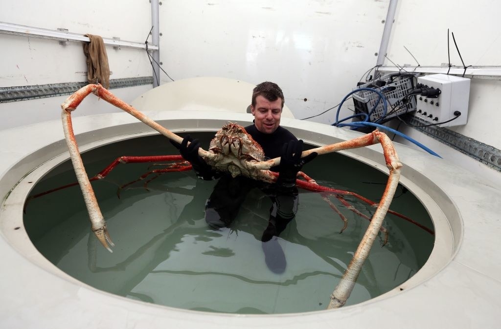 A spider crab in a large hole with water, its legs extending the width of it, being held by a man