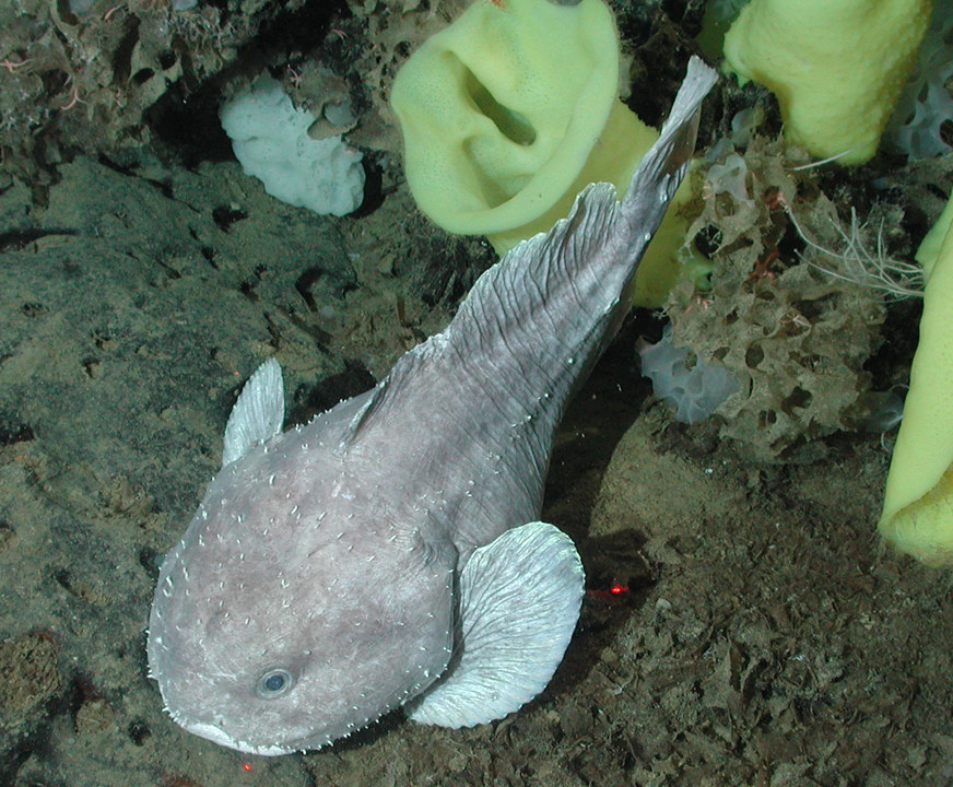 A fish with a more normal, less bloated face and spikes on its skin