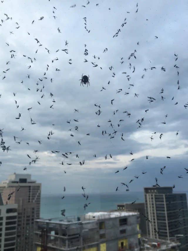 a spider in the center of its web that has hundreds of mosquitos caught in it