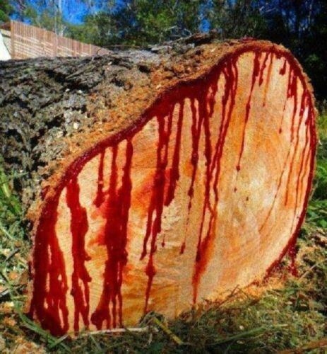 a section of a cut tree log that has dripping sap that is dark red and resembles blood