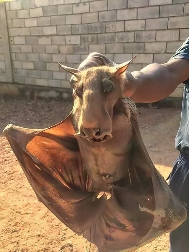 A large bat as big as a human&#x27;s torso with a long face that has a wide snout making it look like a moose