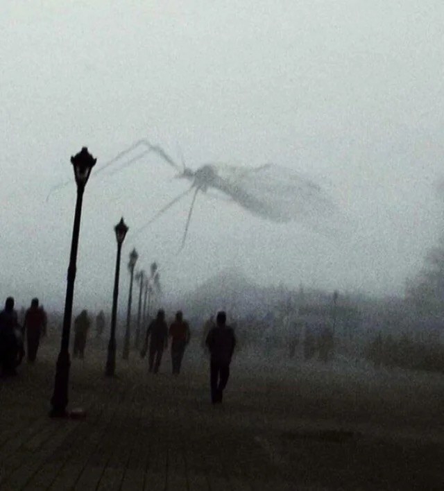 A photo in the fog where the fly looks huge