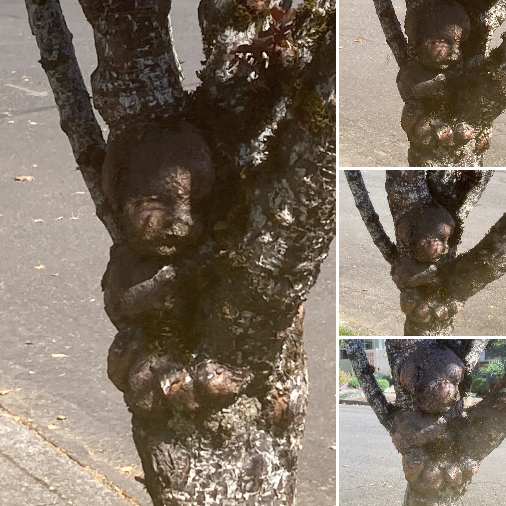 A tree trunk with various bumps in the shape of almost liek a doll