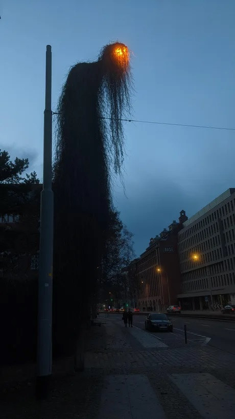 A tall street lamp at night with long spindly vines growing up it appearing to make the lamp look like it has a head with long hair