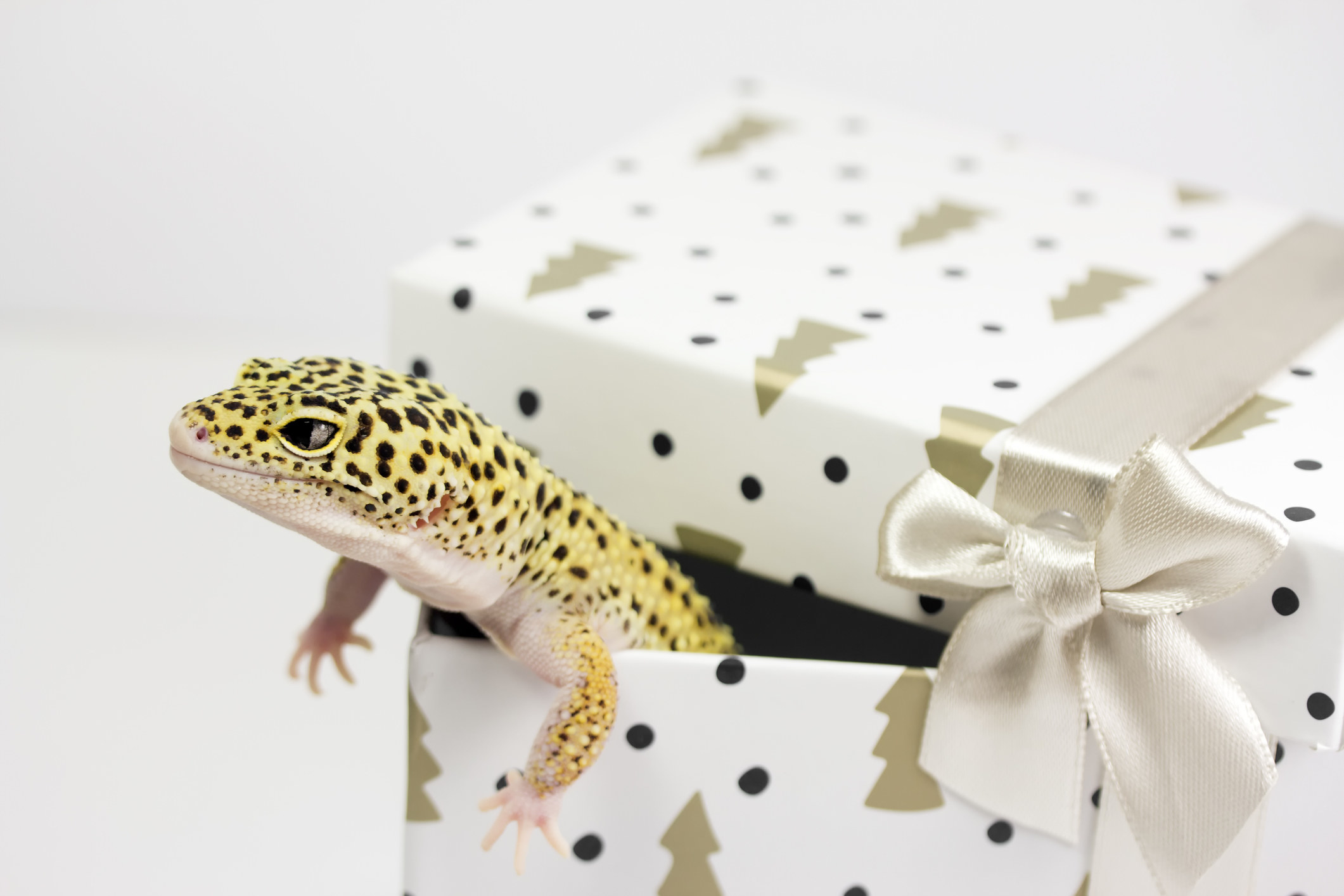 lizard in a gift box