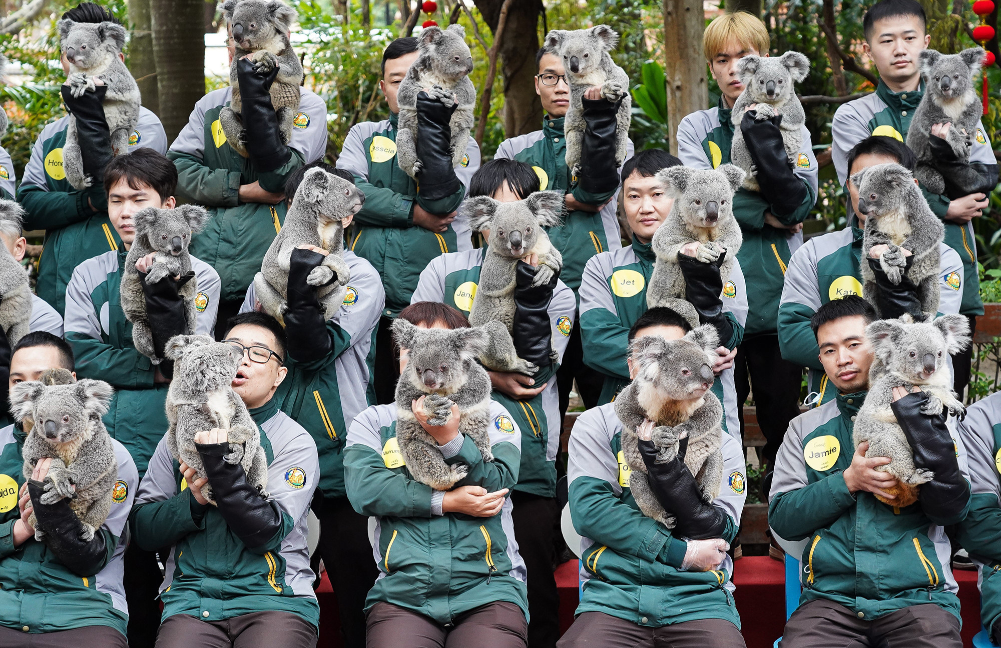 A posse of zoo breeders in green windbreakers hold up koalas for a group photo.