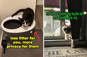 a top entry litter box that = less litter for you and more privacy for them / a cat door letting a cat go in and out on their own