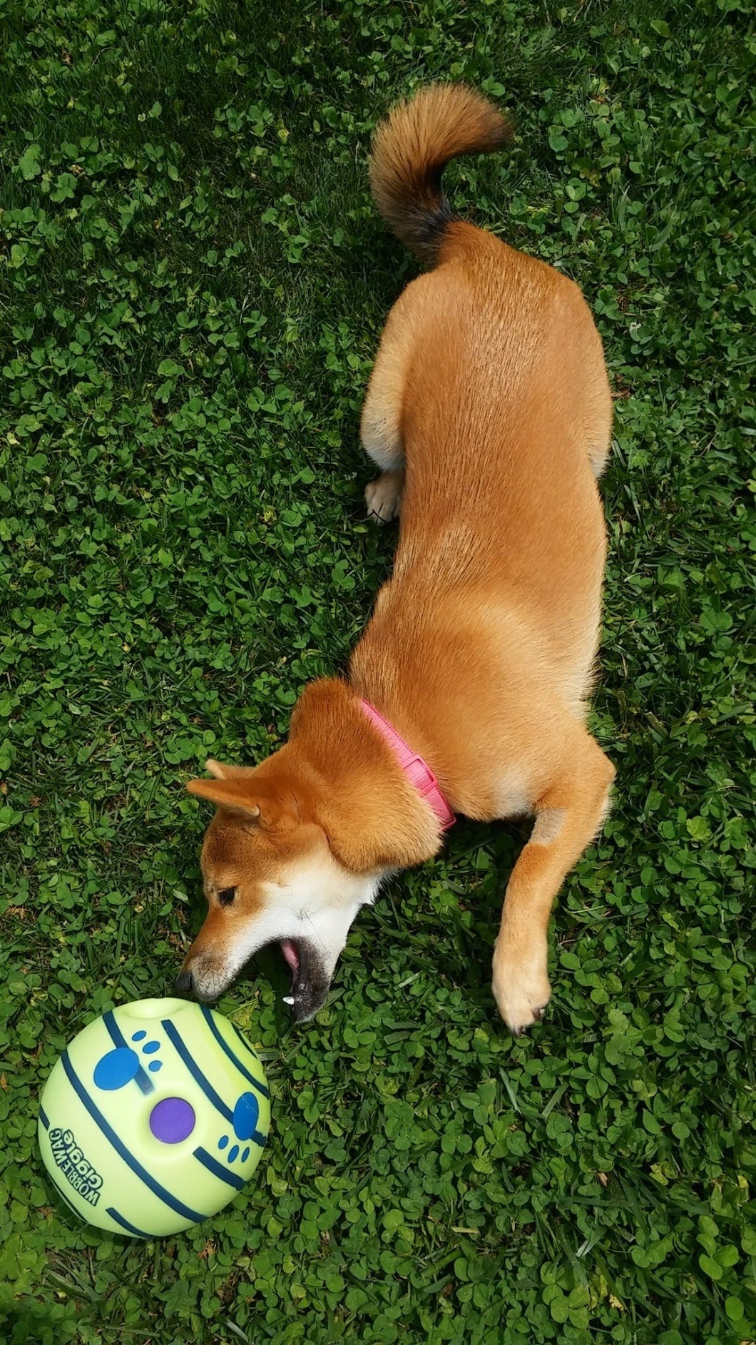 a reviewer's shiba inu playing with the ball