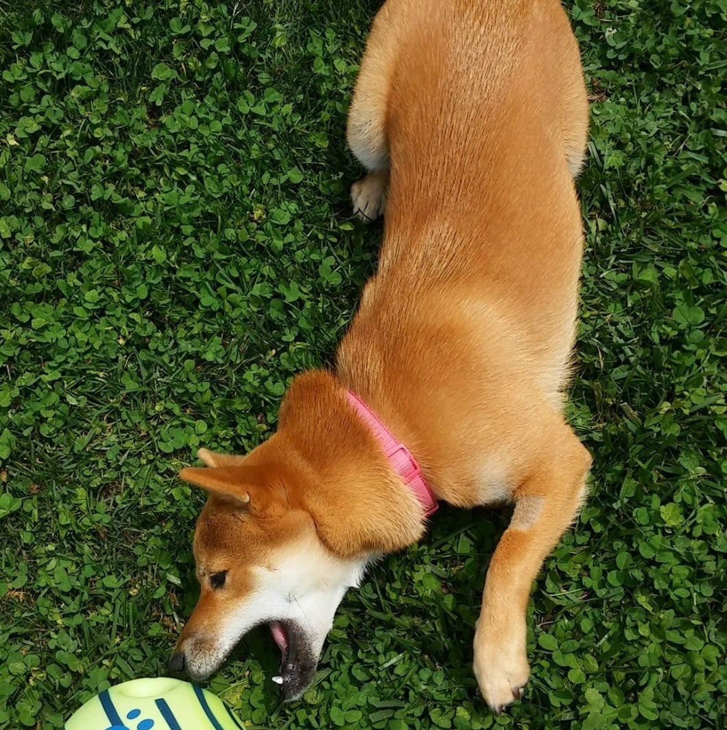 a reviewer's shiba inu playing with the ball