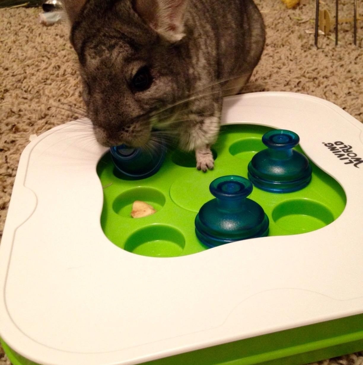a reviewer photo of a chinchilla playing with the toy