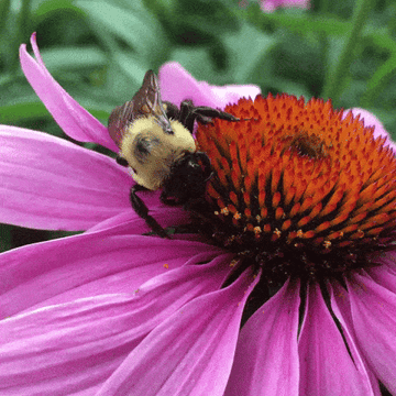 Bees on a flower