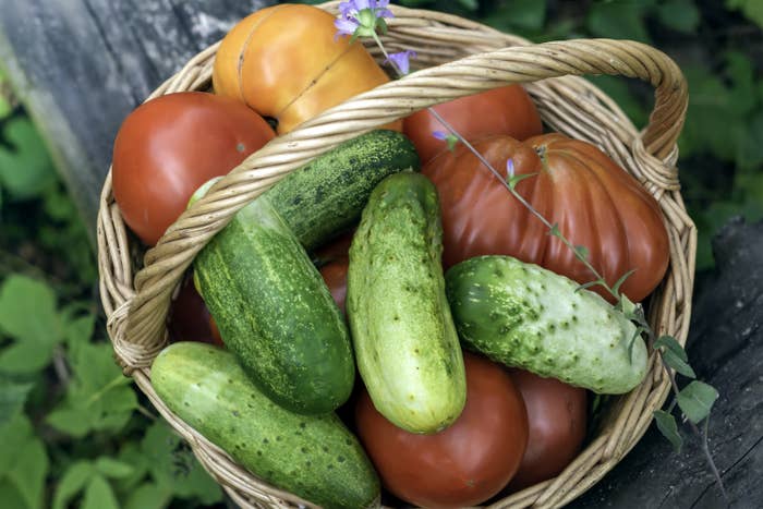 basket of fresh tomatoes and cucumbers