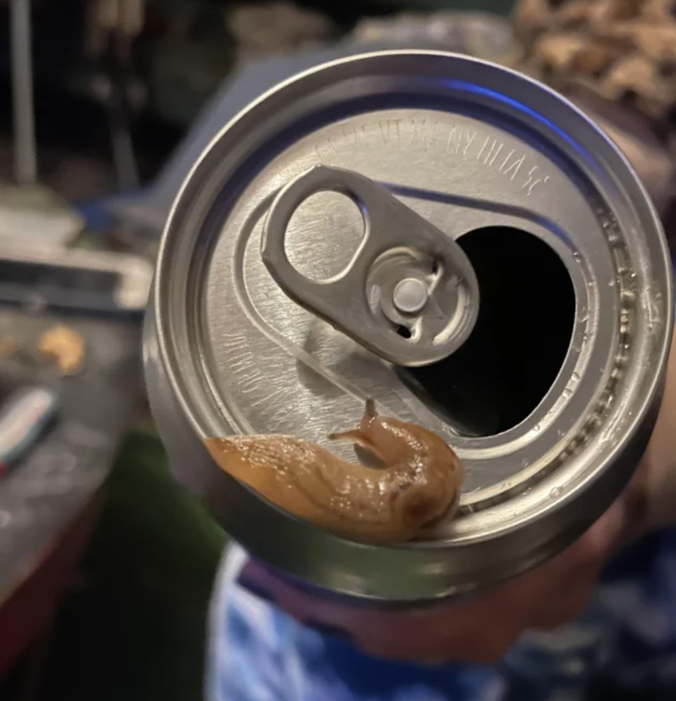 small slug on top of an opened soda can