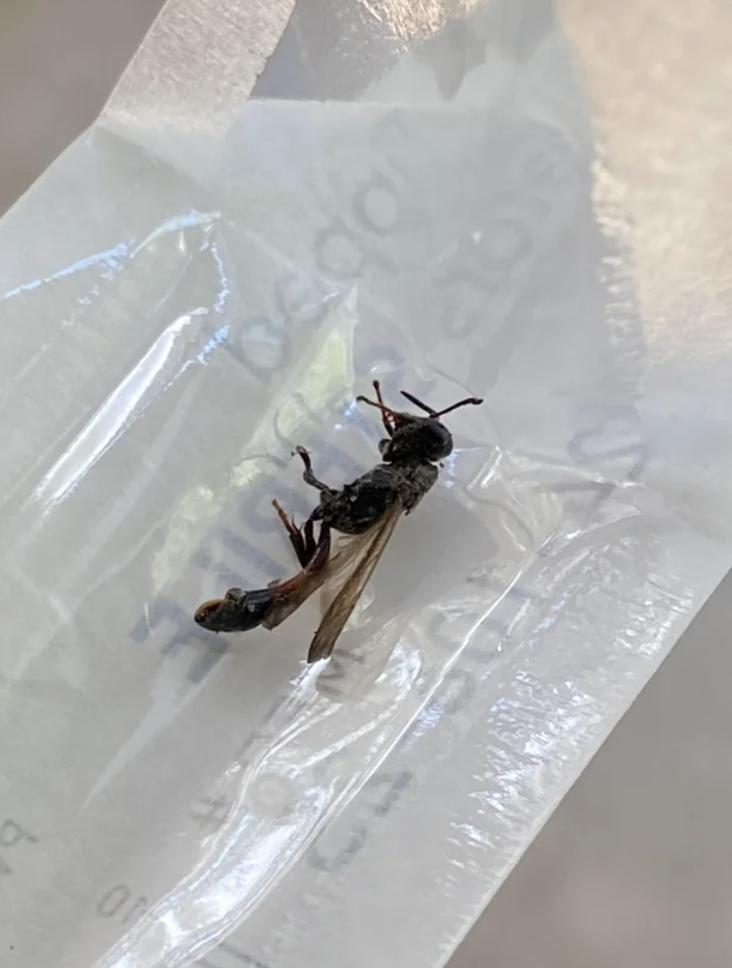 wasp-looking bug