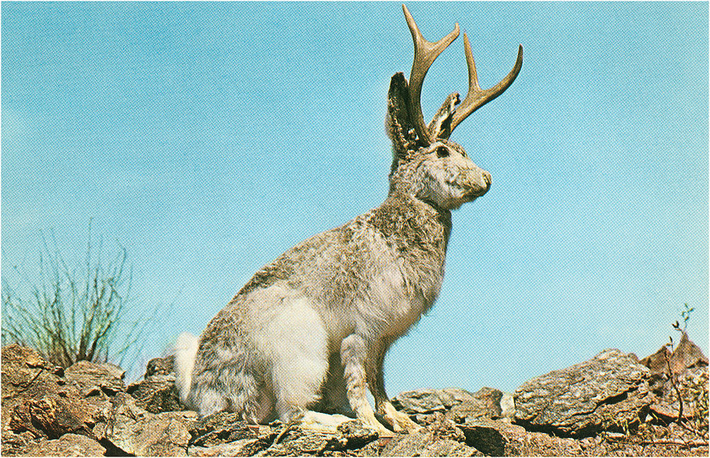 large rabbit with horns