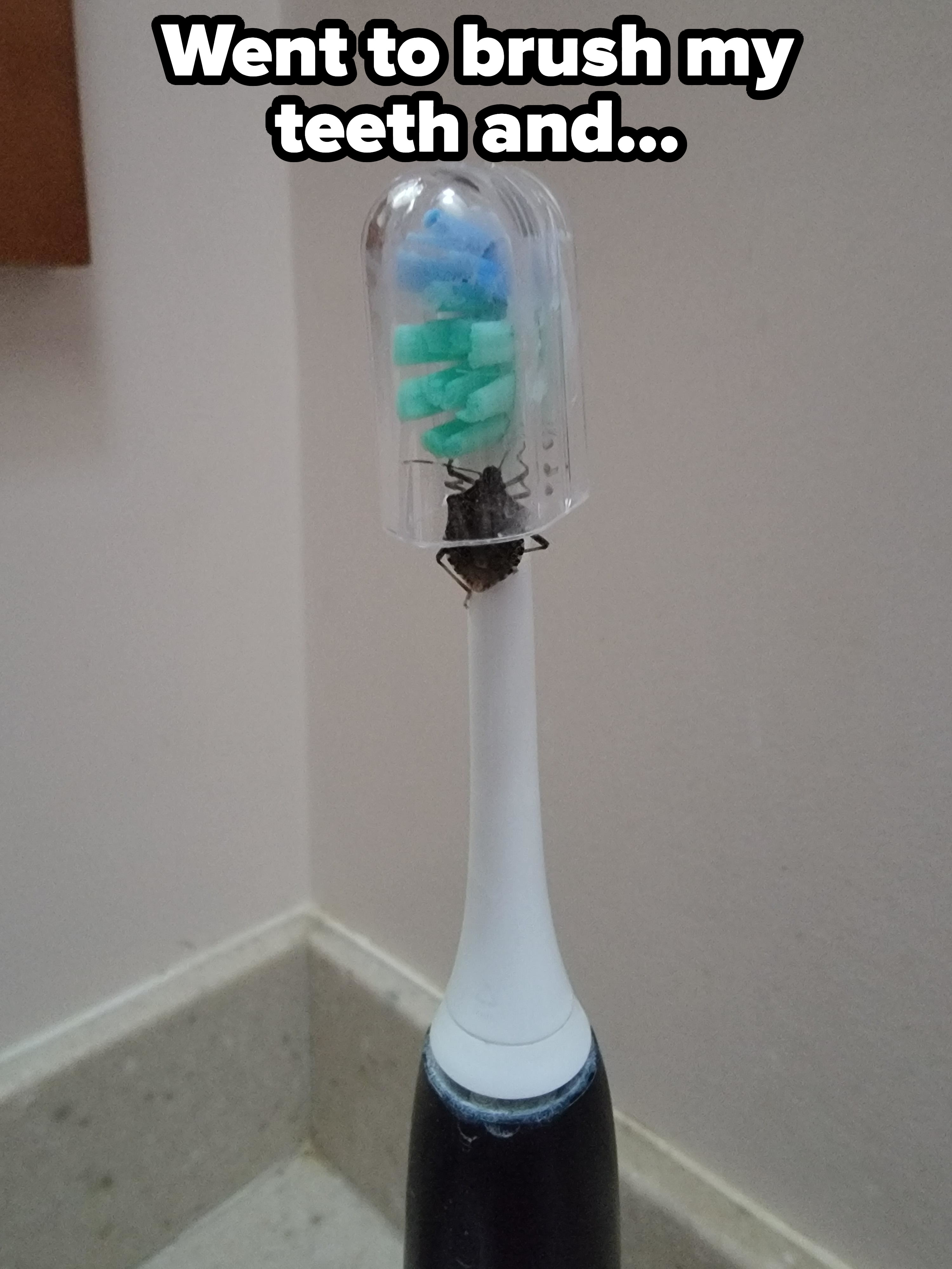 Large bug on a toothbrush
