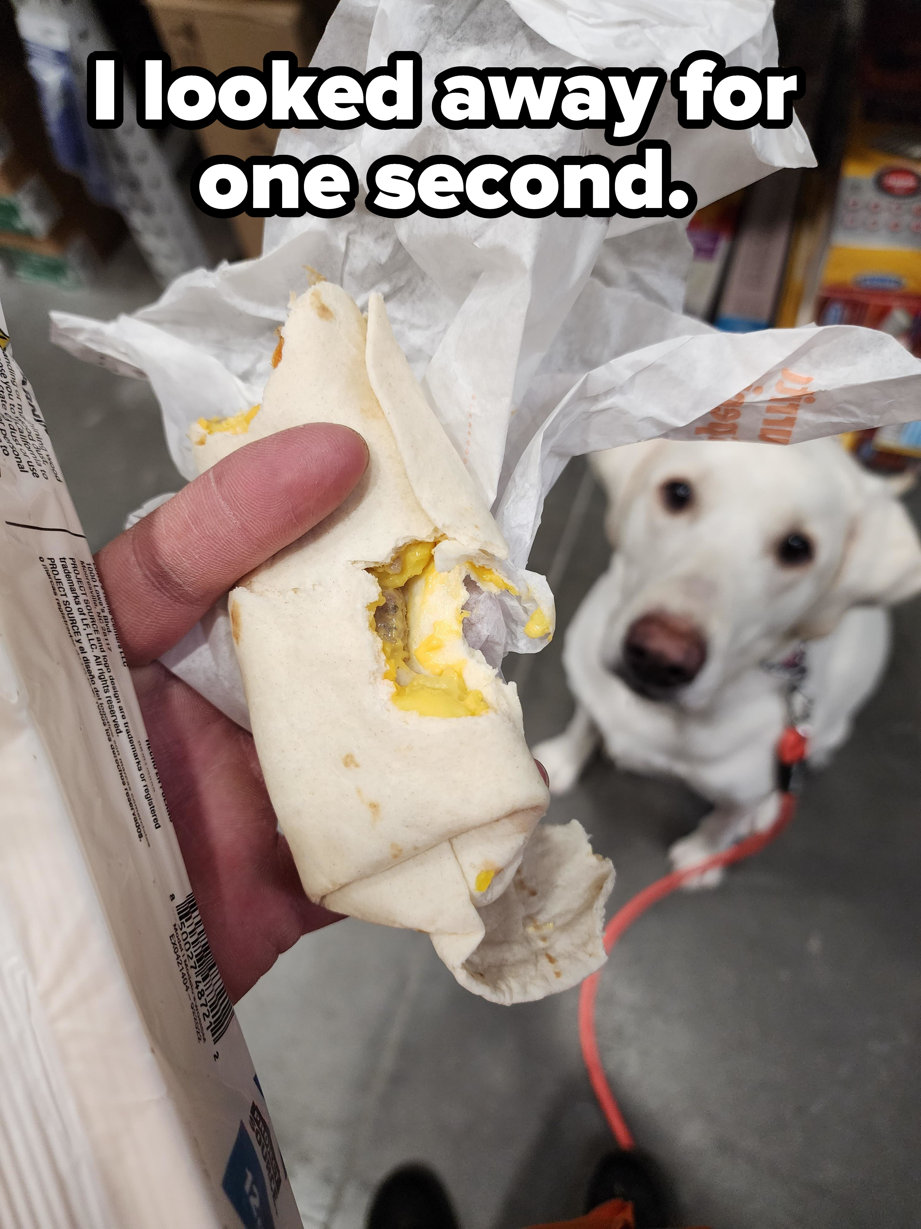 Dog who clearly ate part of a burrito someone was saving