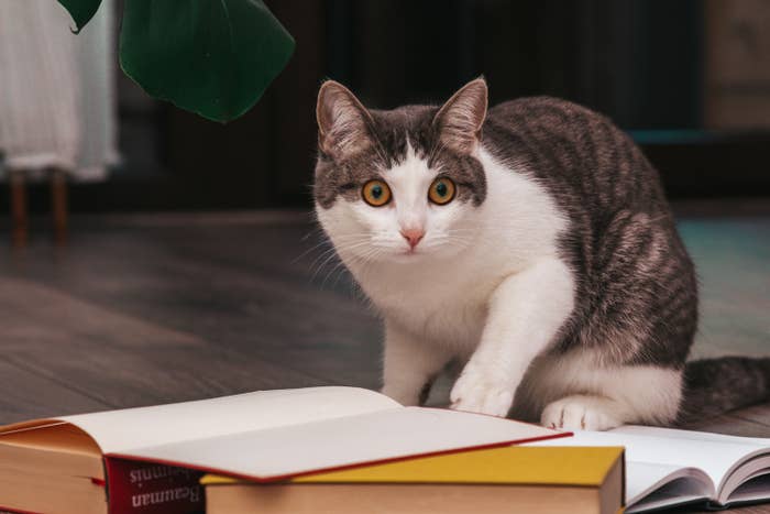 Cat looking surprised next to open book