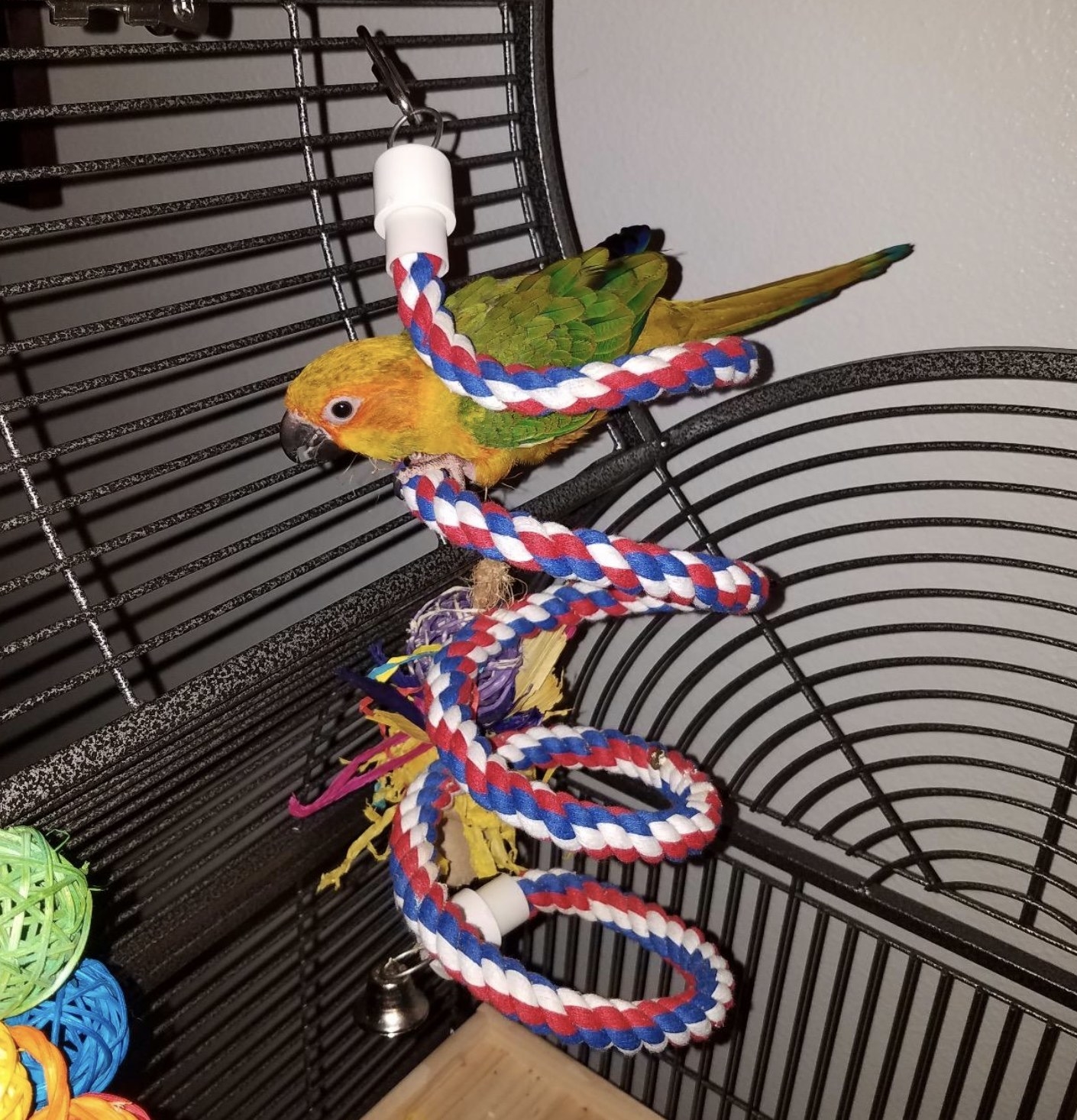 reviewer photo showing their bird on the rope perch