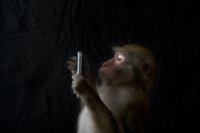 Japanese monkey that&#x27;s looking at a smartphone. Black background