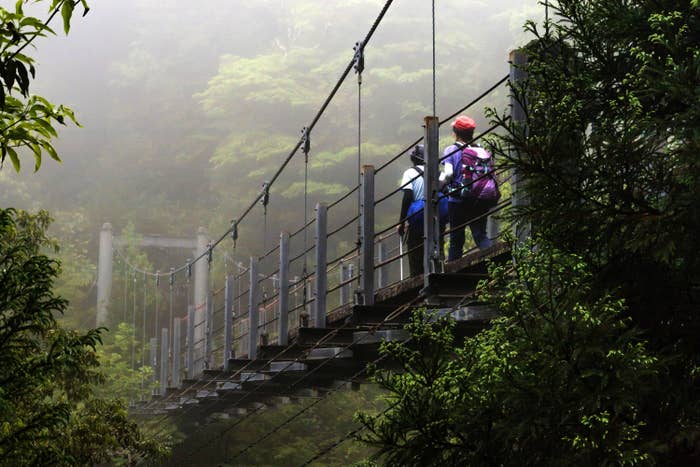 Suspension Bridge at Shiratani Unsuikyo Ravine - a lush nature park containing many of Yakushima&#x27;s ancient cedars. One of the main attractions of Shiratani Unsuikyo is a special part of the forest which served as the inspiration for Princess Mononoke.