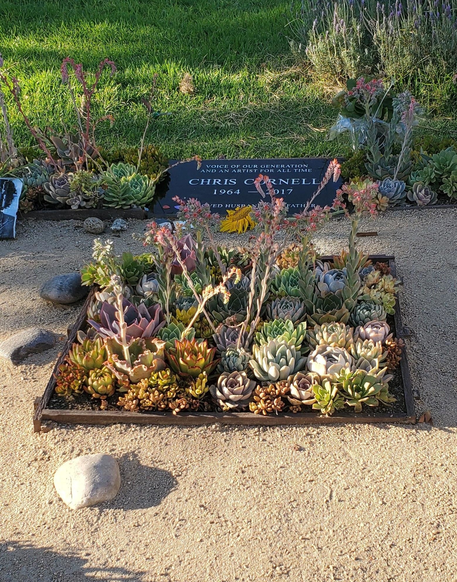 A simple grave stone on the ground with a section of succulents growing around it