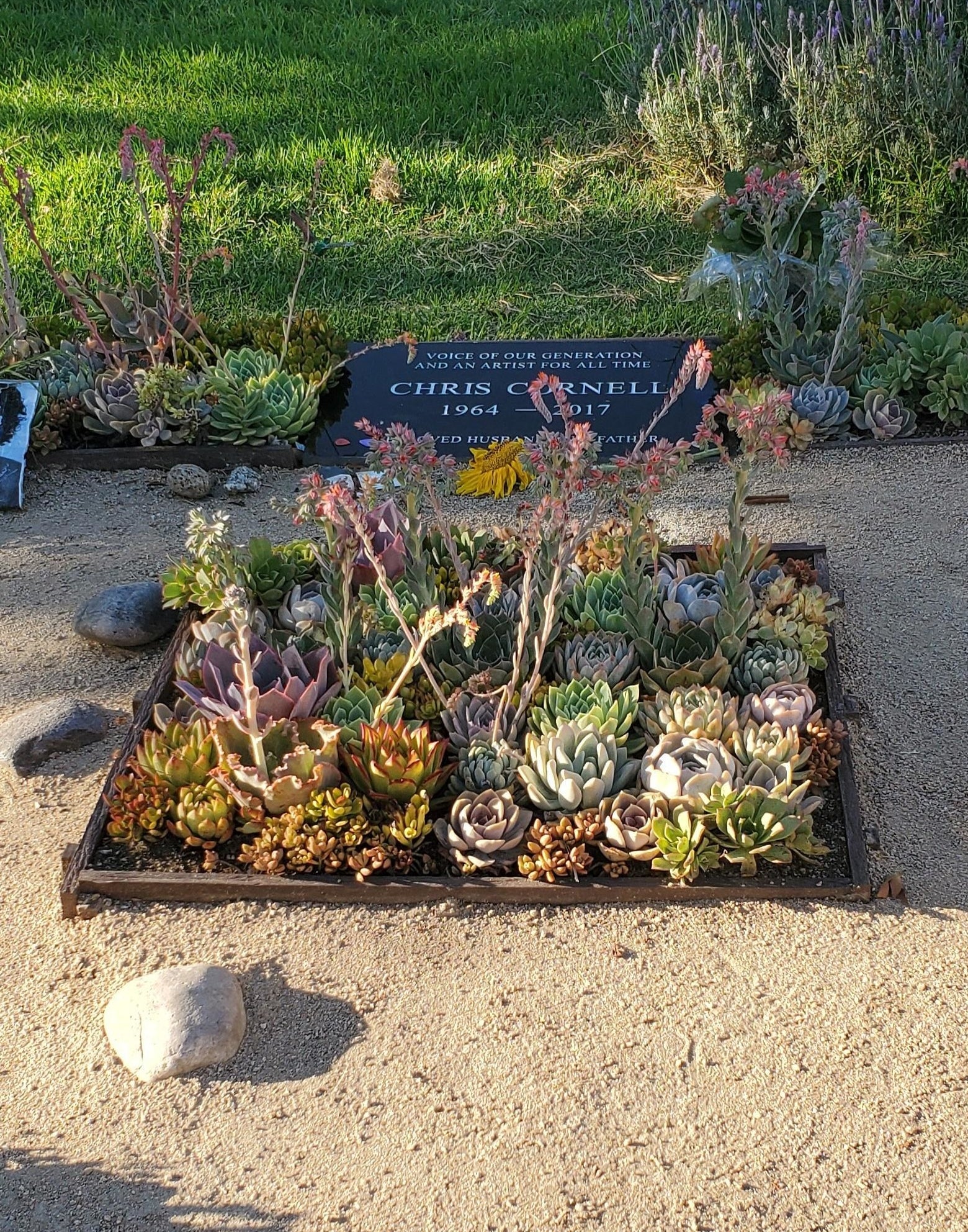 A simple grave stone on the ground with a section of succulents growing around it