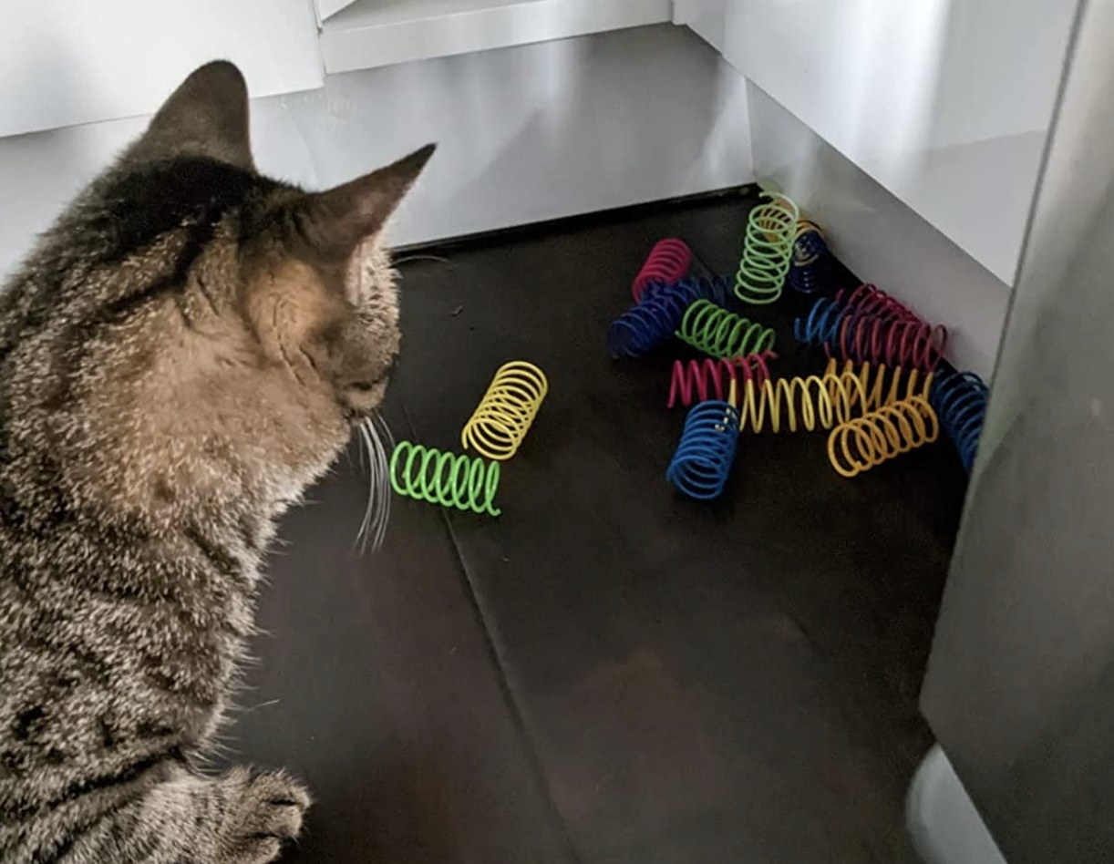 reviewer photo showing their cat completely mesmerized by the spiral springs