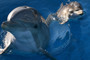 Bella, a Bottlenose Dolphin, swims in a pool with her new calf named Mirabella at Six Flags Discovery Kingdom.