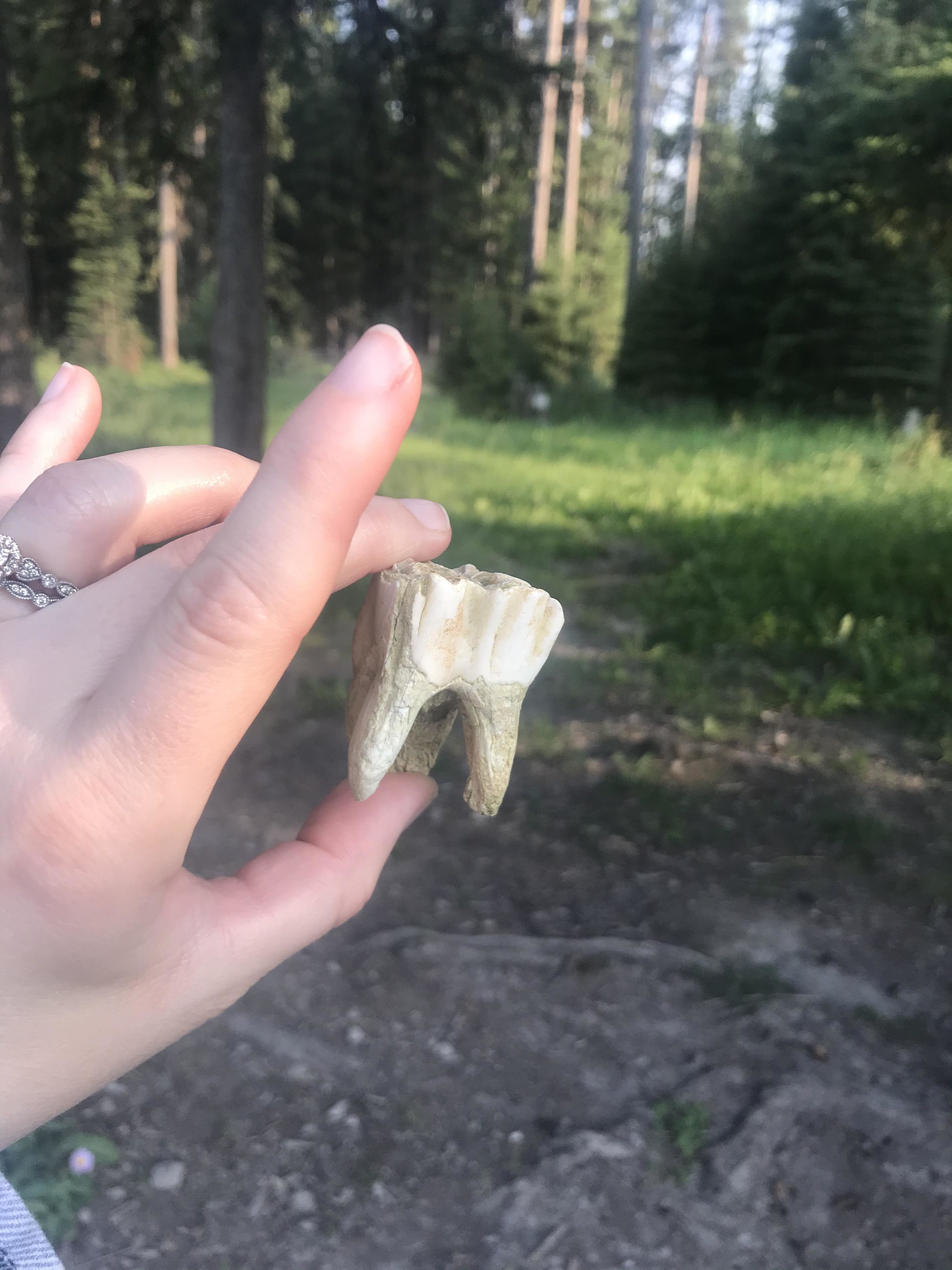 A hand holding a moose tooth, which is large