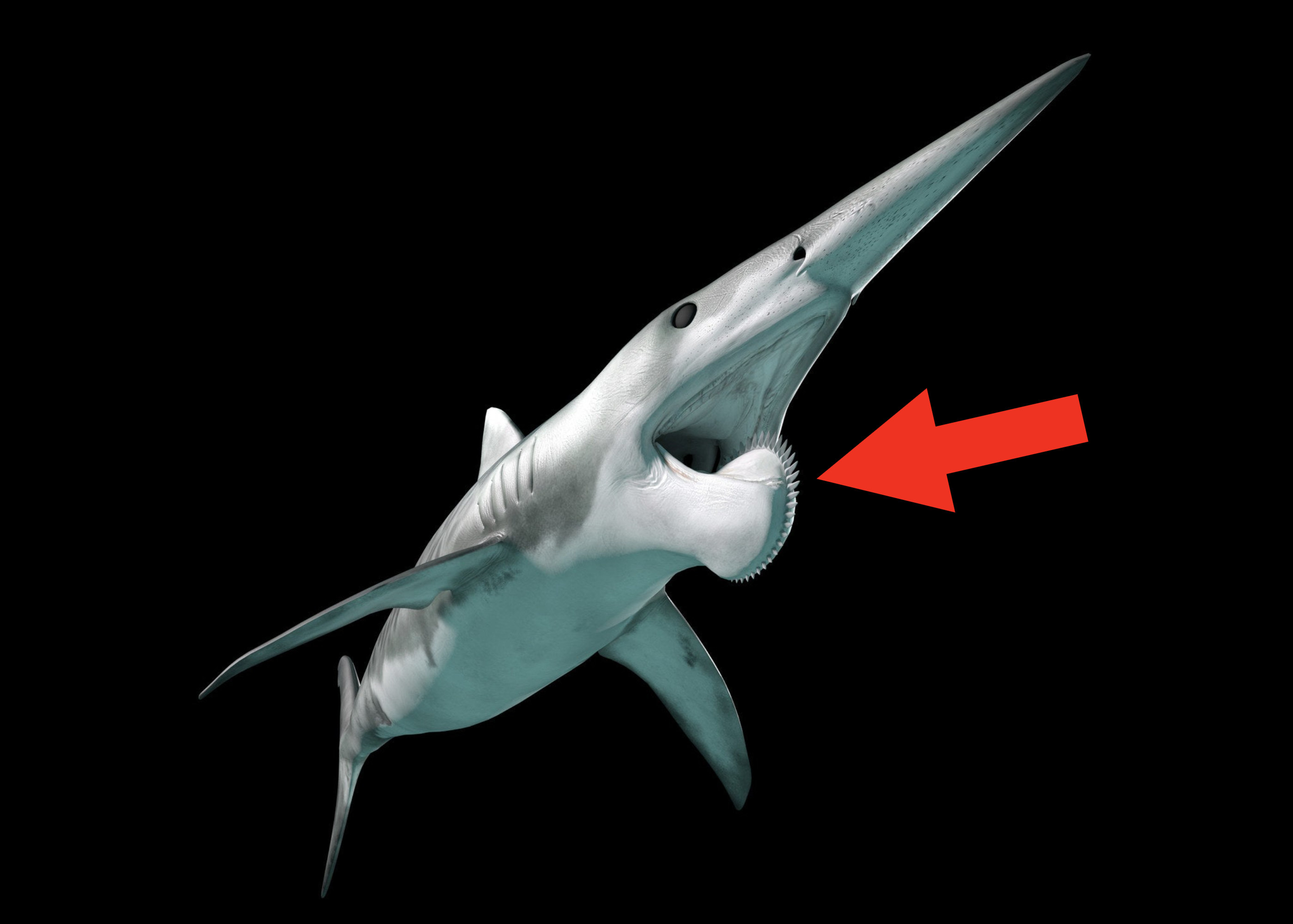 helicoprion with an arrow pointing to its tooth whorl
