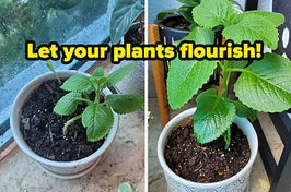 before and after images of a plant that grows bigger and text that reads "let your plants flourish"