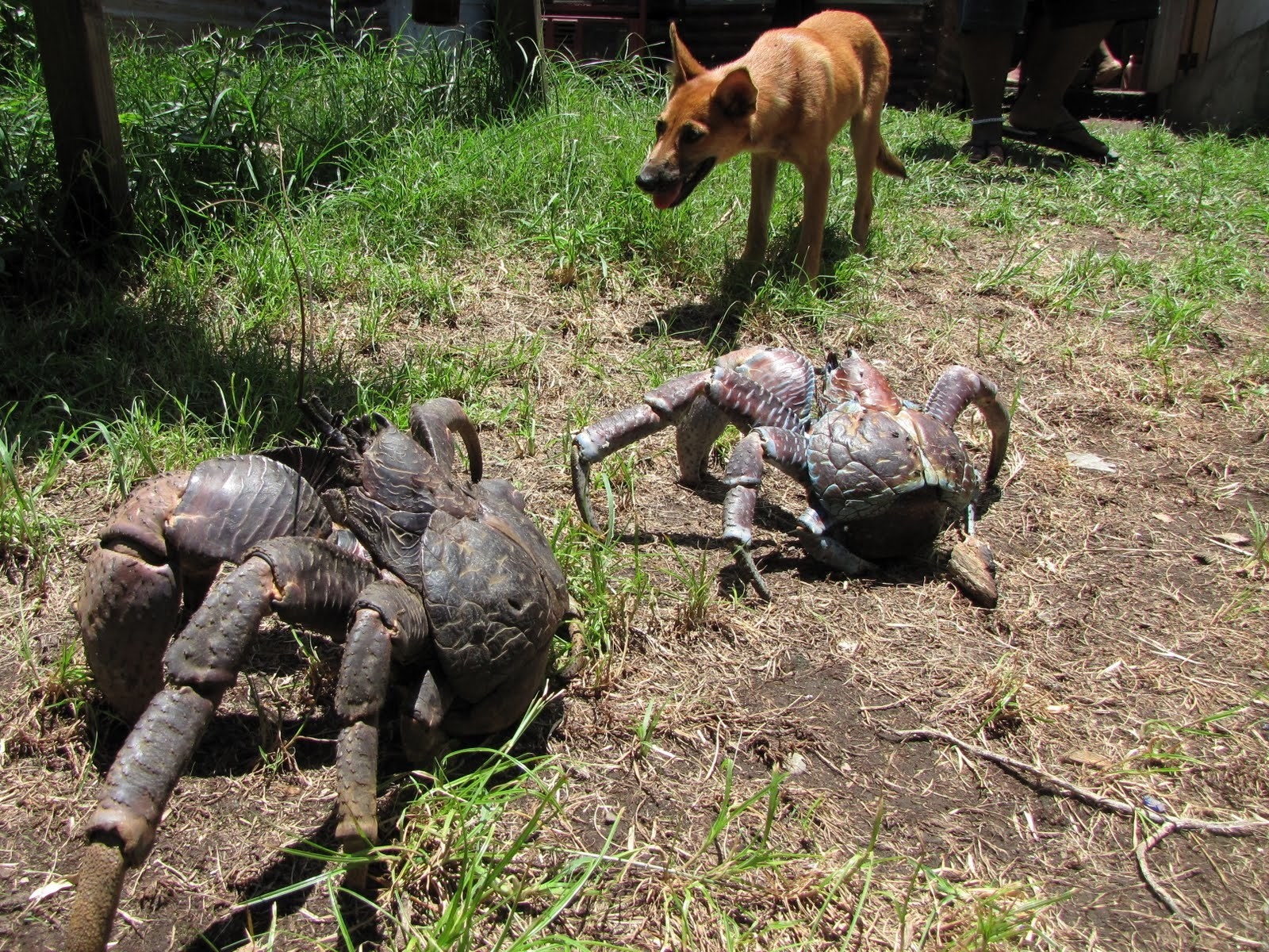 A dog next to coconut crabs