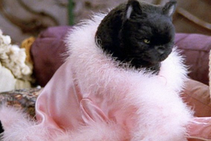 a black cat wearing a robe with a furry neck