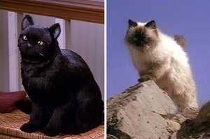 two images: on the left is a black cat that sits with a relaxed face, on the right is a siamese cat climbing a rock