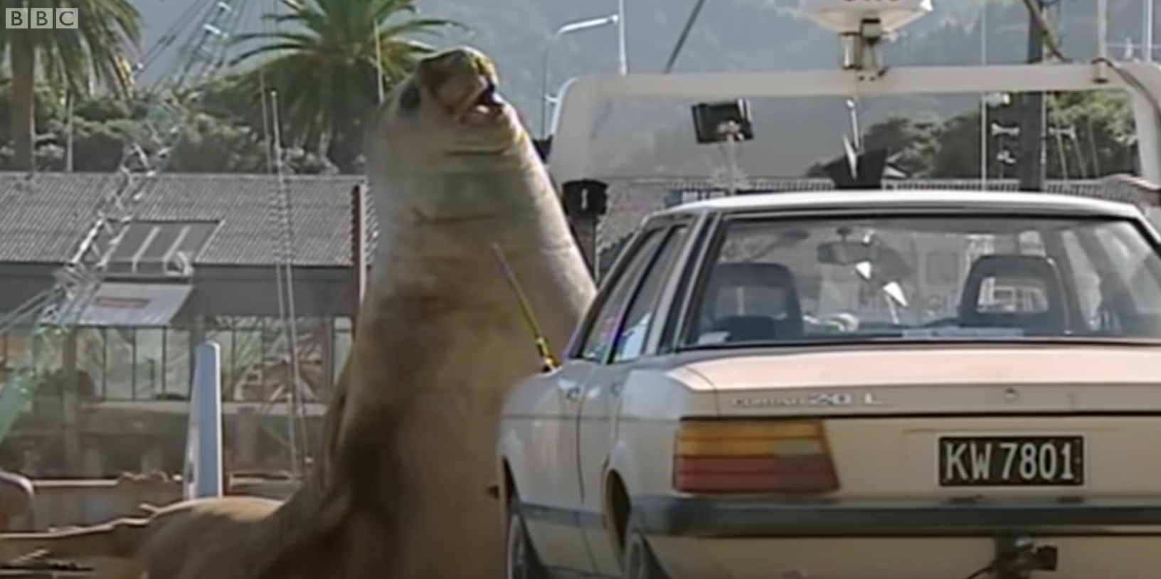 An elephant seal next to a car