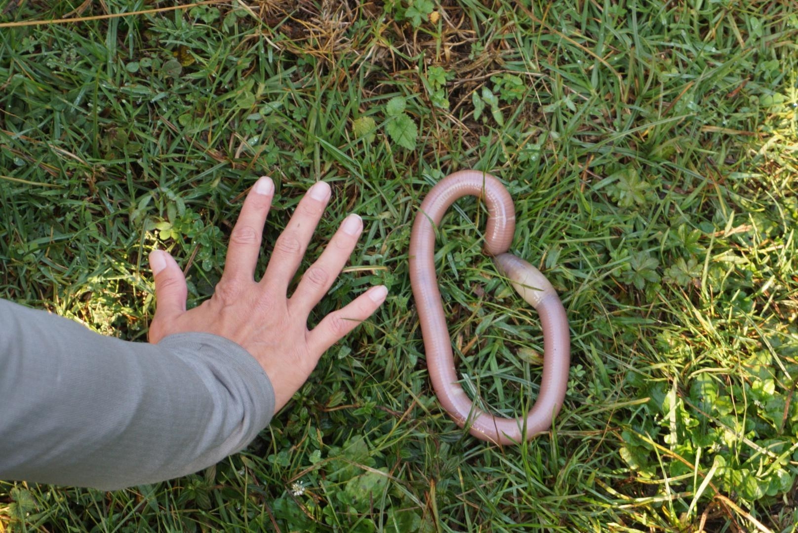 A giant earthworm
