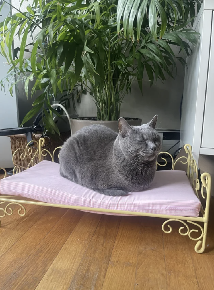 A cat sitting on a cat bed