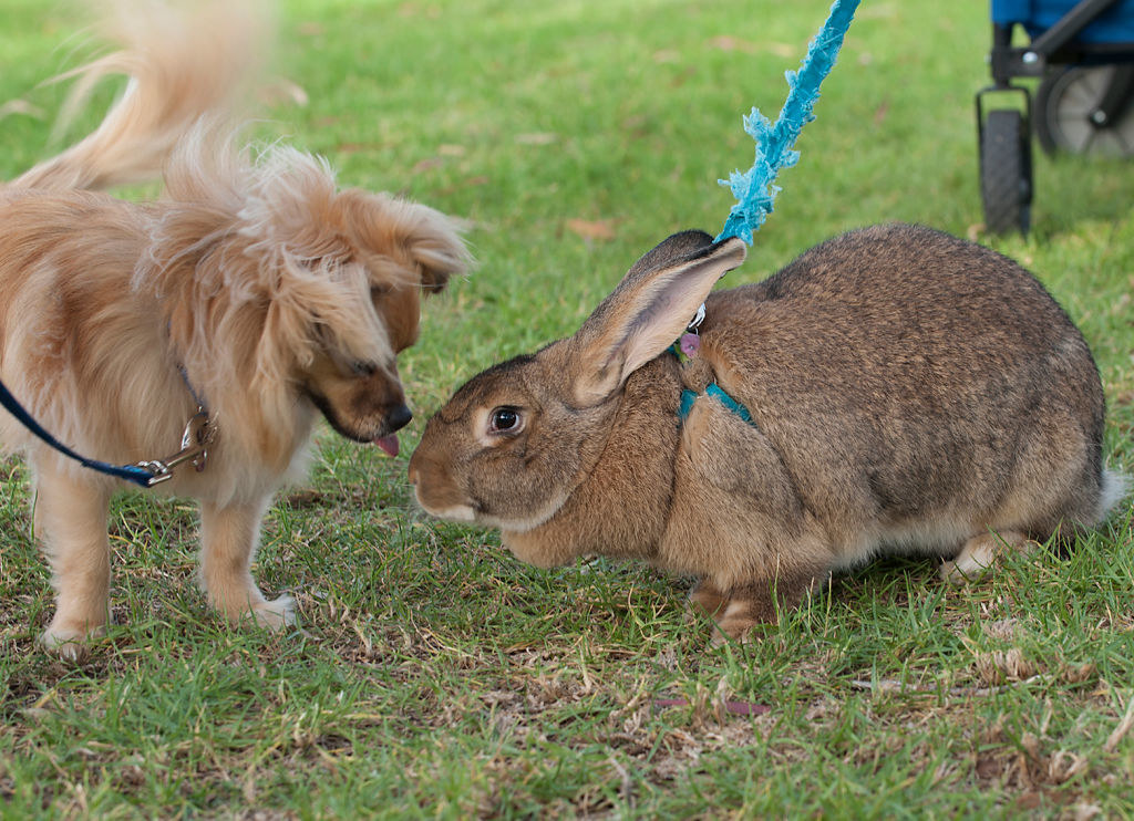 A Flemish Giant Rabbit next to a dog
