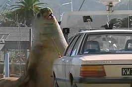 Not like you were planning on it, but never go up against an elephant seal, which I recently found out can be so big that they wreck cars.