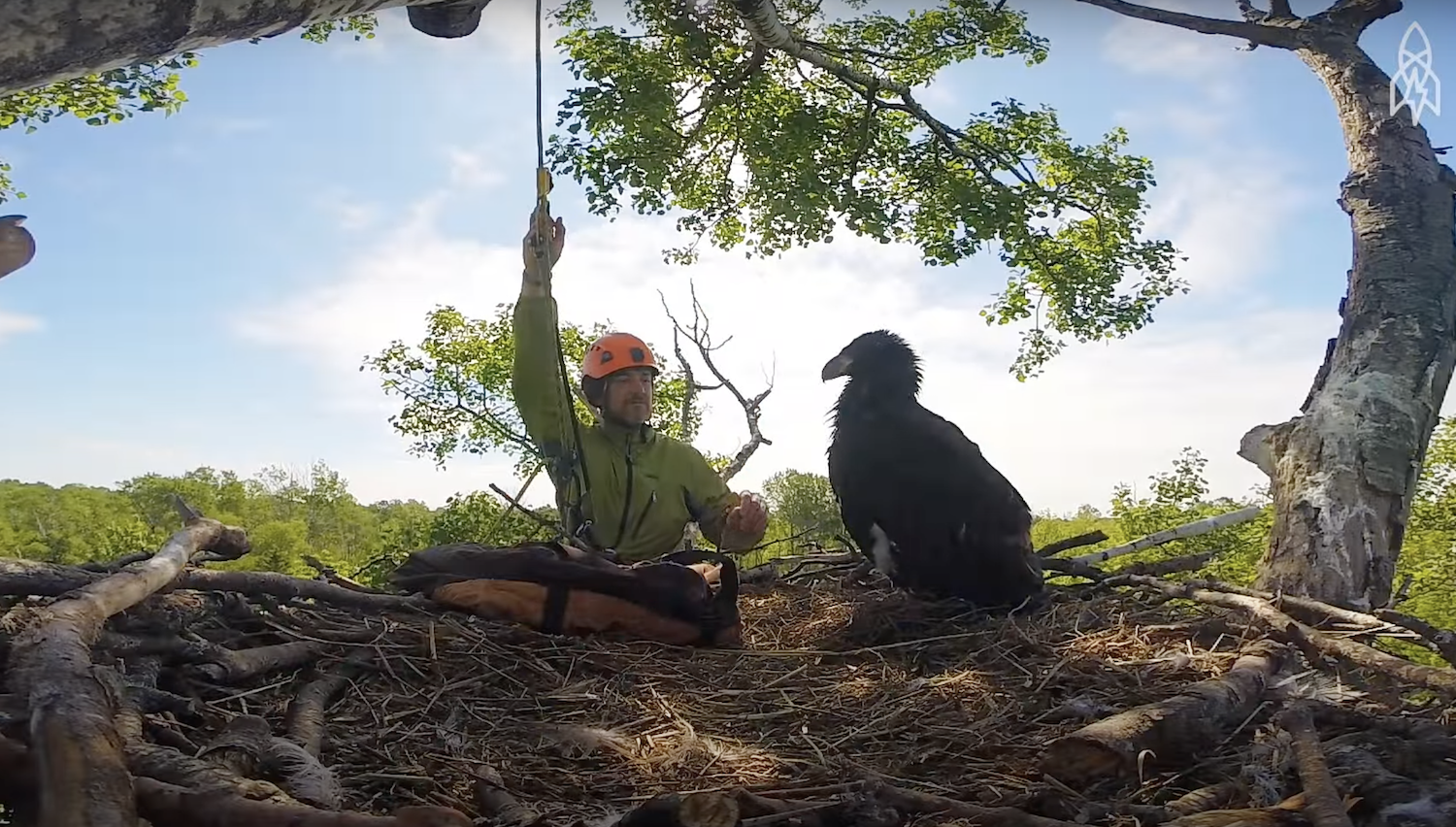 A giant eagle&#x27;s nest