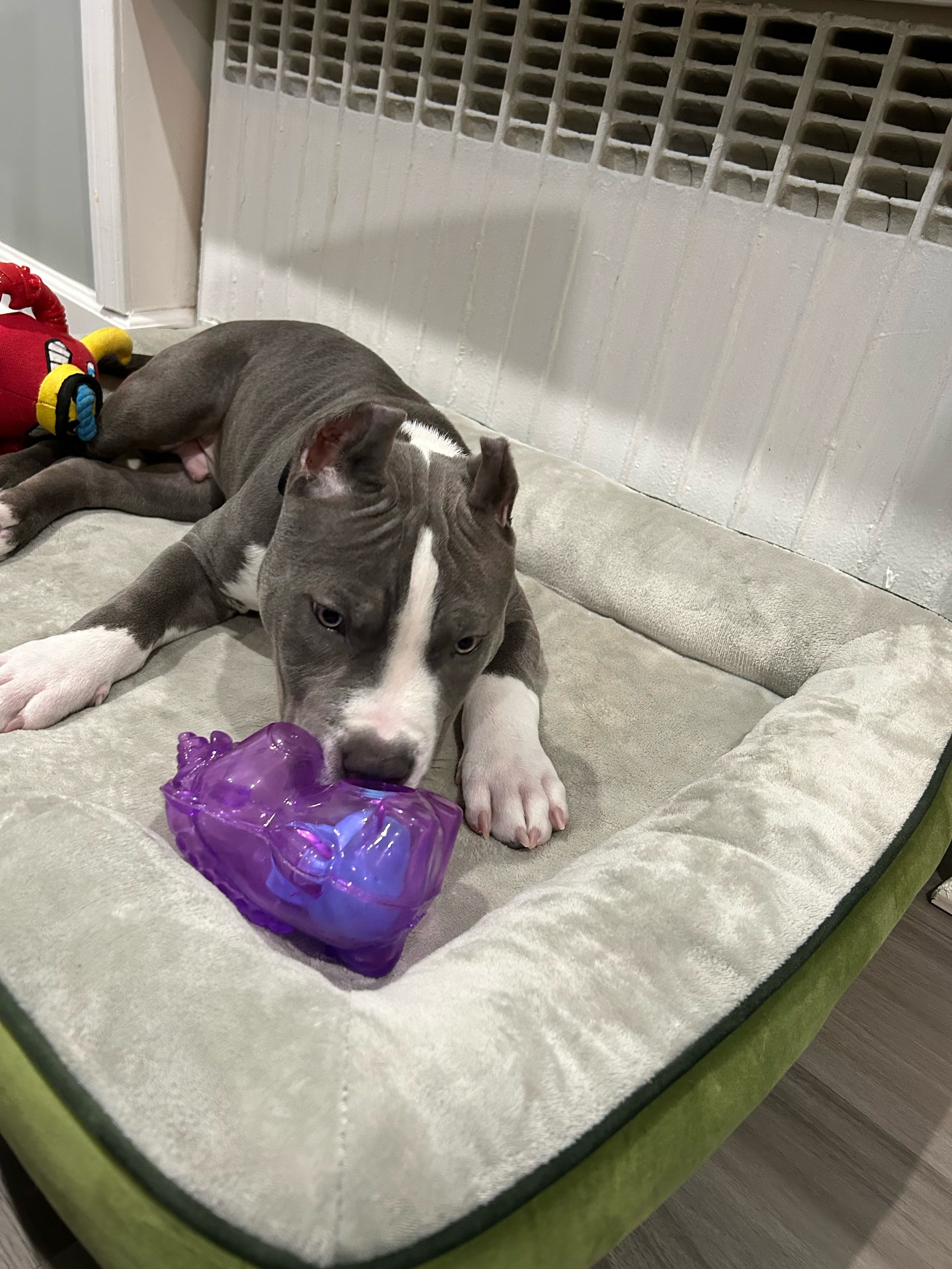 A dog playing on a dog bed with a purple unicorn-shaped toy