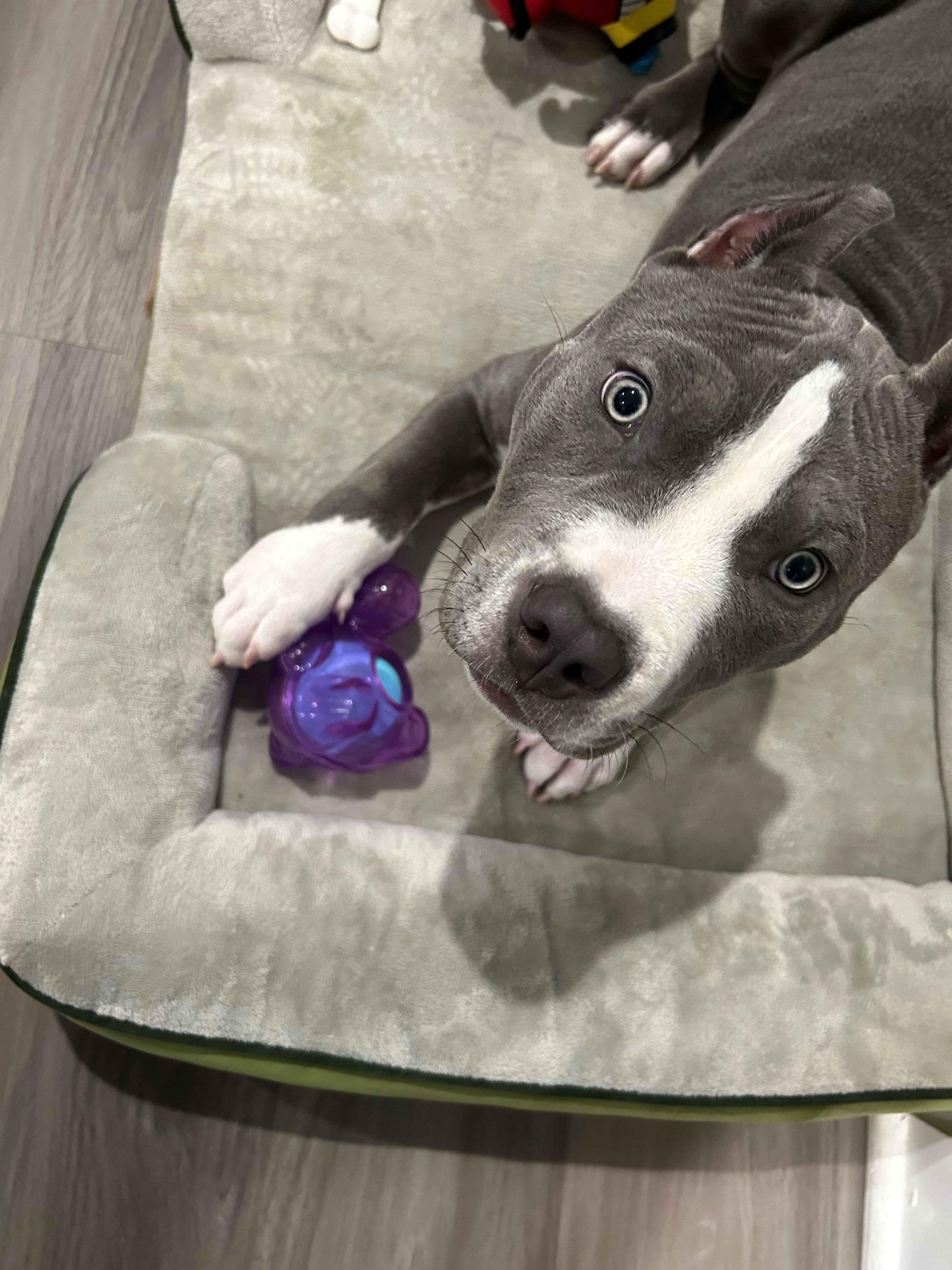 A dog looking up at the camera while their foot is on a toy