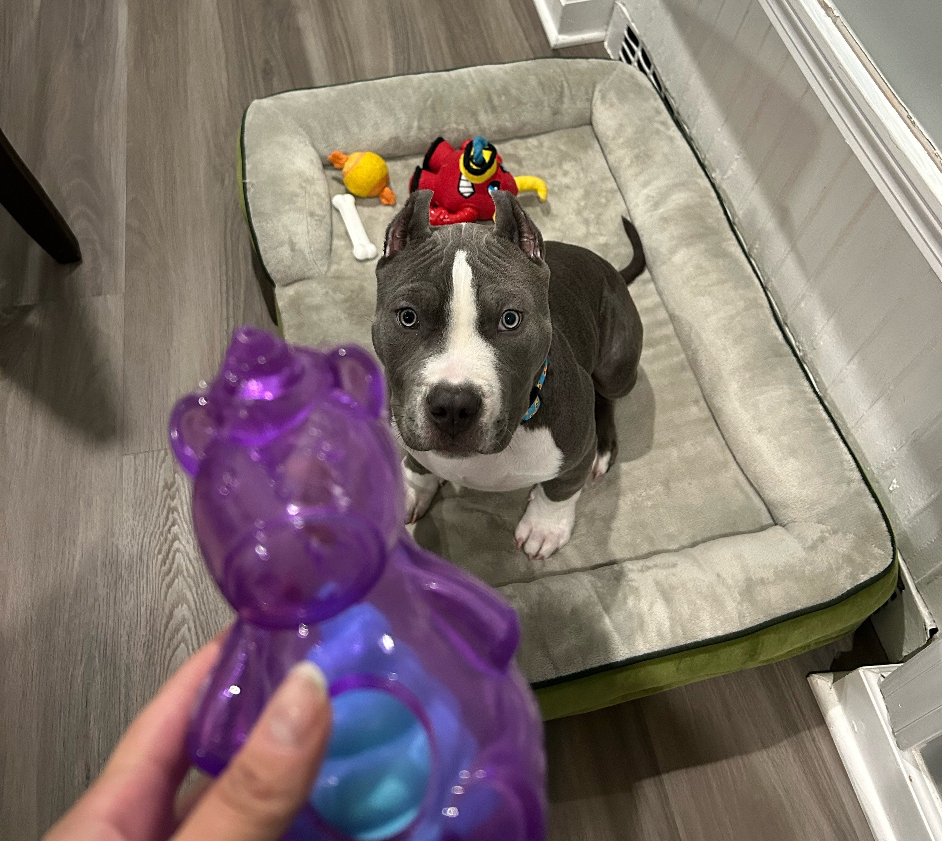 A dog looking at a unicorn-shaped toy while the writer is holding it