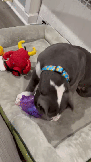 A gif of a dog playing with a unicorn treat dispensing dog toy