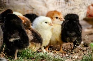 chickies adorable